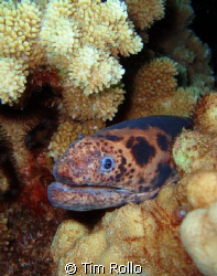 Taken in Maui, HI. diving with Tiny Bubbles Scuba by Tim Rollo 